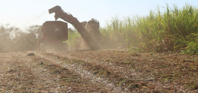 Uso da palha da cana para gerar bioenergia requer critérios aponta