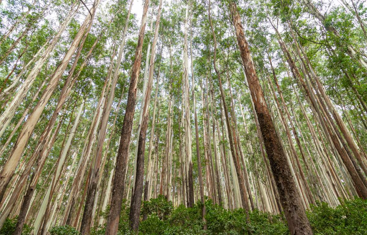 Suzano anuncia investimento de quase R 500 milhões para produção de