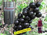 PANELA EXTRATORA DE SUCO DE JABUTICABA